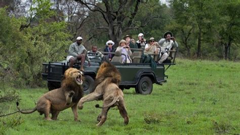 South Africa Kruger National Park Offers Closeup Views Of Wildlife