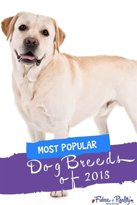 Most Popular Dog Breeds Of 2018 Announced Fidose Of Reality Popular