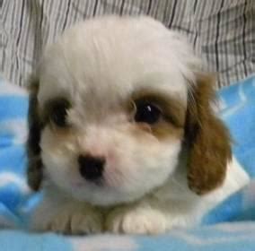 Our last boy from a litter of 7. Cavapoo Female Puppies for Sale in Gilkey, North Carolina ...