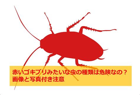 料理を楽しみたいなら、材料を買うためにもう店に行く必要はありません。 cooking games をやって、料理長ドブルラシェフと世界を驚かせましょう。 ペットを飼うのは両親に反対されていないでしょうか？ 心配ありません。 家 虫 小さい 黒 しましま - HTFYL