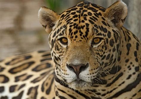 Meet The National Animal Of Brazil The Jaguar