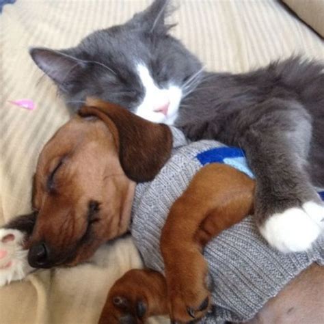 59 Best ♥ Cute Sleeping Cats And Dogs Together ♥ Images On Pinterest