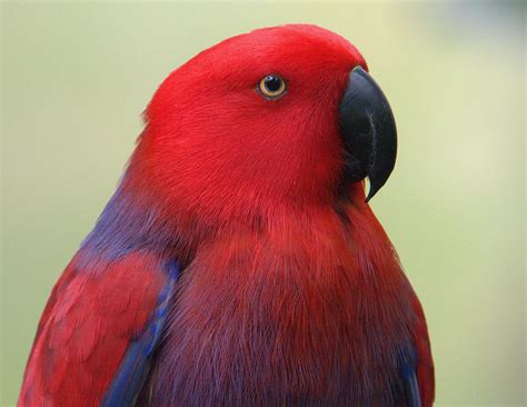 Eclectus Parrot Bird Tropical 28 Wallpapers Hd Desktop And Mobile