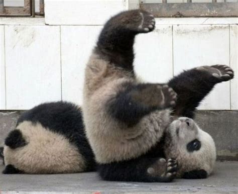 Panda Falls Down Barnorama
