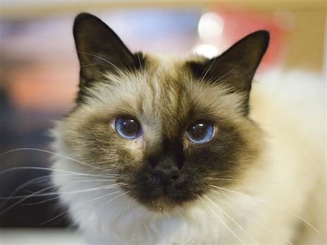 Birman Cat Wallpapers Pets Cute And Docile