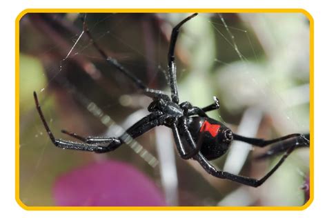 Spider Exterminator Top Rated Spider Control Company