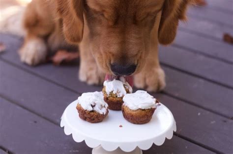 Carob is healthy and safe for dogs and gives them the sweet taste that everybody loves so much. Homemade Dogs Cake--Peanut Butter and Carrot Doggie Cake | Recipe in 2020 | Dog cakes, Dog cake ...