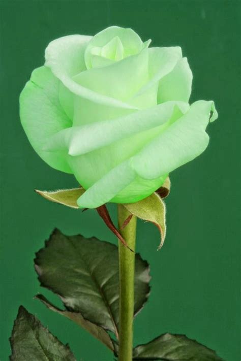 All Stuff The Green Rose This Is Gorgeous