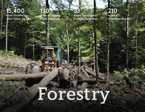Forestry The Future Of Logging In The Nyc Watershed Watershed