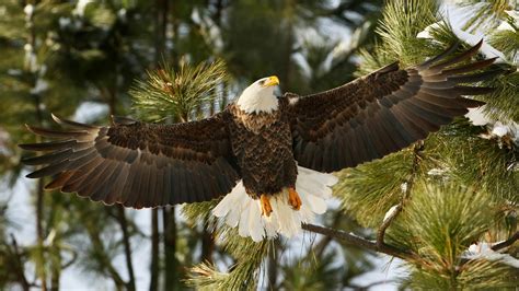 Brown Eagle Is Flying Up From Tree Hd Animals Wallpapers Hd