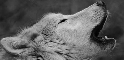 Wolf Species Have ‘howling Dialects University Of Cambridge