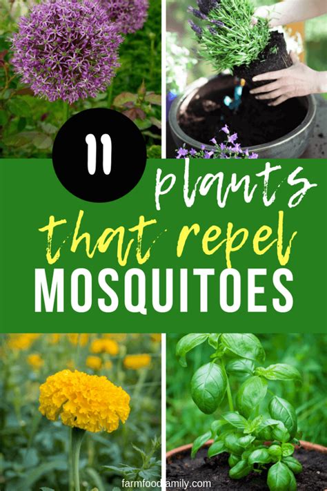 Natural Mosquito Repellents: 11 [BEST] Plants That Repel Mosquitoes