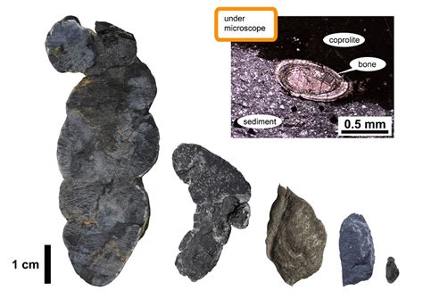 The Oldest Fossilized Poop From Japan Utokyo Research