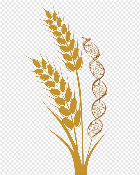 Emmer Common Wheat Cereal Ear Harvest Wheat Food Grass Plant Stem