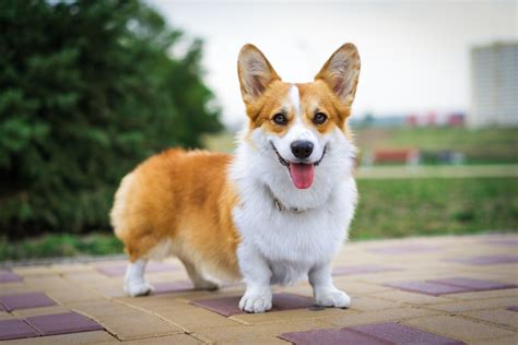 Corgis Reaction To Owners Pond Delights Internet Has His Own Pets