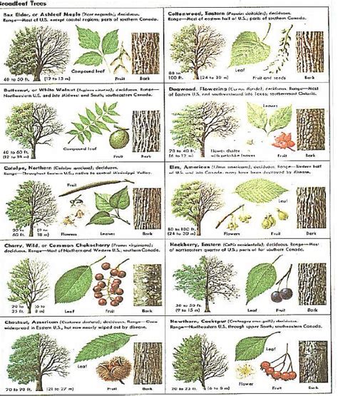 How Can Leaves Identify A Tree Phenology Tree Identification Leaf