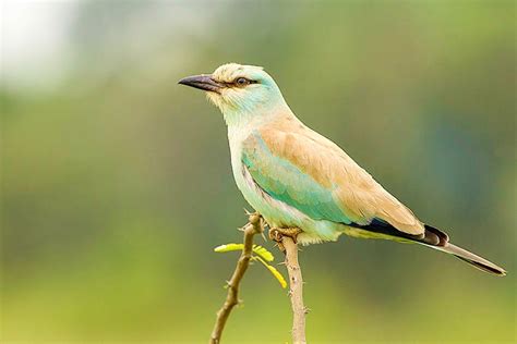 Birdwatching In The City Lbb Kolkata