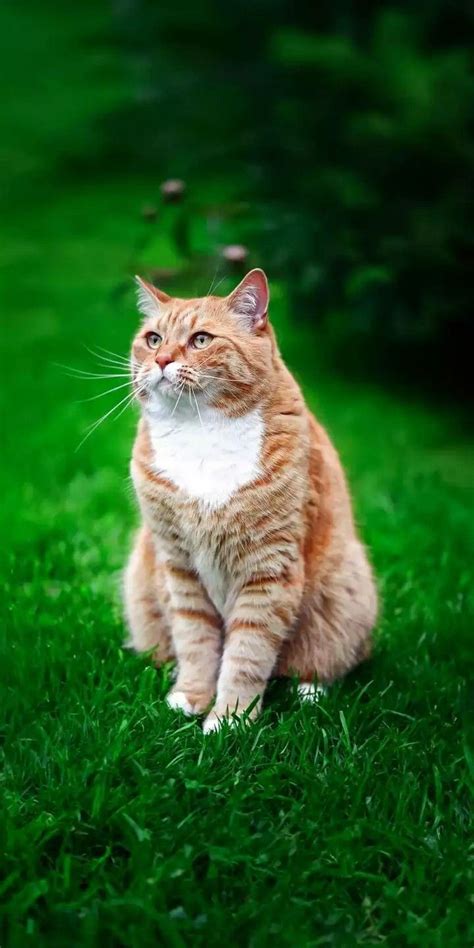Most Beautiful Cat Breeds Kittens In The World Revealed 14 Most