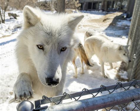 Arctic Wolves In Minnesota Adjusting To New Pack Mpr News