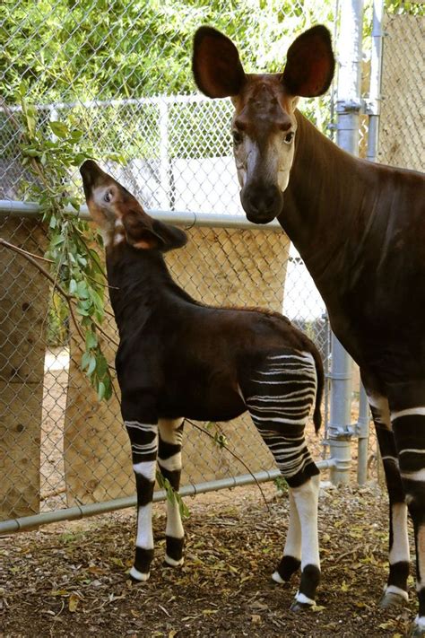 The World Has Another Okapi That Incredible Half Horse Half Zebra