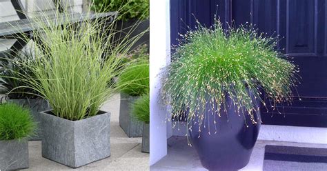 Best Ornamental Grasses For Containers Growing Ornamental Grass