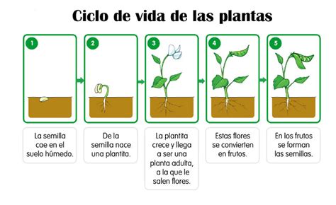 ¿cuál Es El Ciclo De La Vida De Las Plantas Reino Vegetal