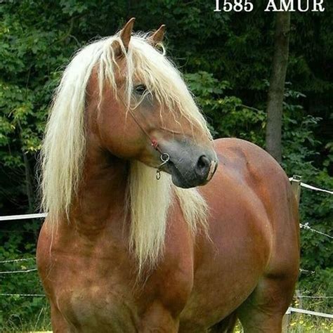 What Is The Smallest Draft Horse Diy Seattle