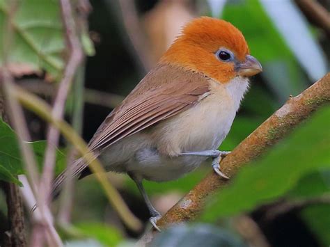 White Breasted Parrotbill Ebird