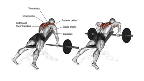 Upright Row Muscle Worked Form Benefits Variations