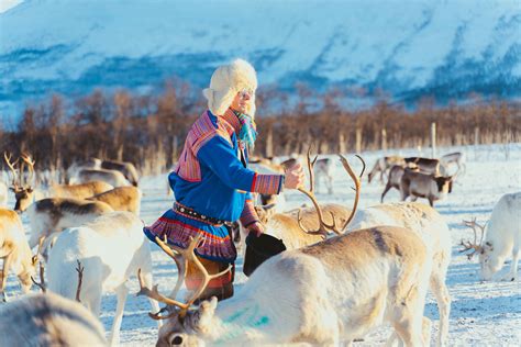 Reindeer Feeding And Sami Culture Norwegian Travel
