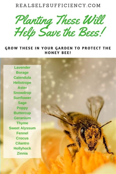 10 Ways To Help Save The Bees And Why Its So Important