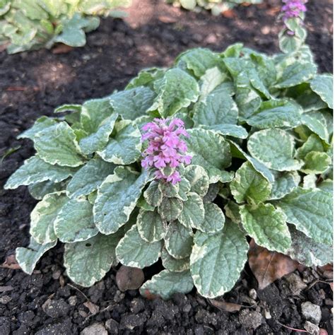 Ajuga Reptans Pink Lightning Midwest Groundcovers