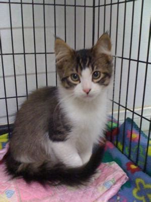 Is this a sign of a possible health issue? May Maine Coon Cat Pictures