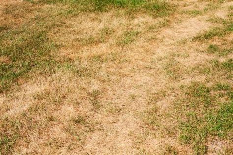 Why Is My Grass Turning Yellow 8 Problems And Solutions Bob Vila