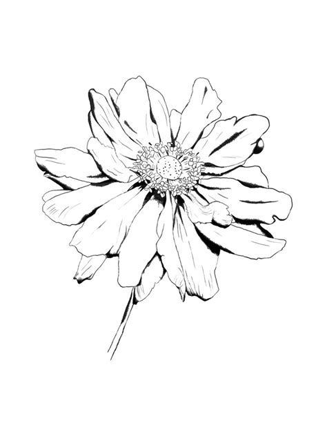Flower coloring pages make the day bright and sunny for me. Sparet er tjent: Blomster tegninger - lær at tegne