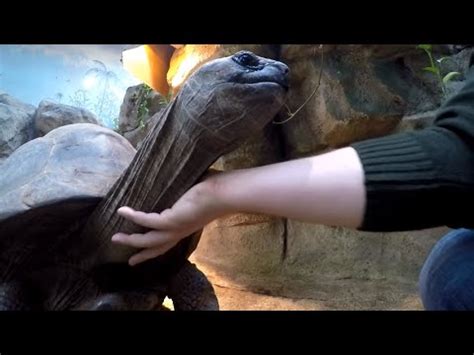 Tortoise Treats 