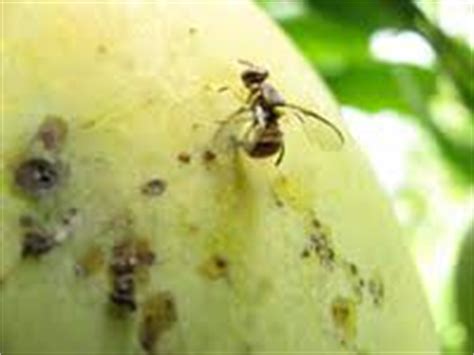 We have a wide repertoire of regional indian recipes from every corner of the country. Ideas Galore How To Control Scabby Lesions In Mango ...
