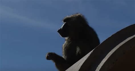Baboons Work Together To Escape From Biomedical Testing Facility Huffpost Uk News