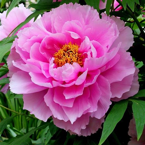 We did not find results for: Buy tree peony / tree paeony Paeonia Pink: £24.99 Delivery ...