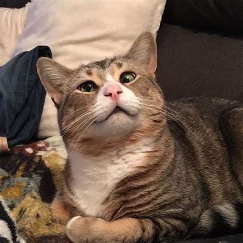 Cat With Googly Eyes From Rescue To Living The High Life Love Meow