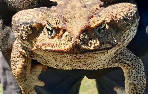 Horror As Huge 4lb Killer Poison Toad Found At Home Viraltab