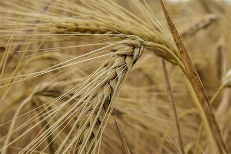 Nature Cornfield Grain Free Photo On Pixabay Pixabay