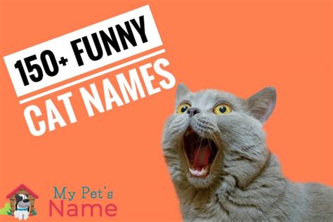 Funny Cat Names 150 Purr Ticularly Hiss Terical Names My Pets Name