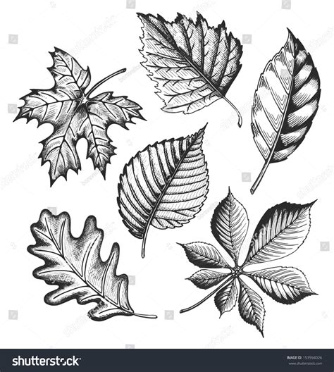 Autumn Leaves Set Sketch Style Vector Stock Vector Royalty Free 153594026