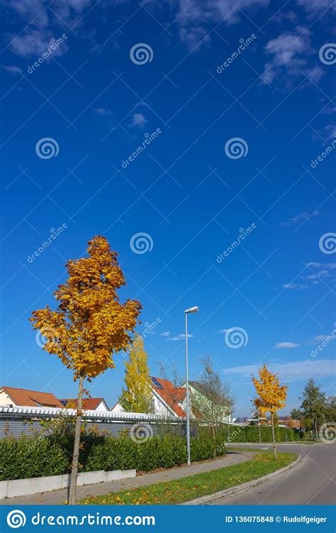 Single Tree At Autumn Orange Leaves Stock Photo Image Of Outdoor
