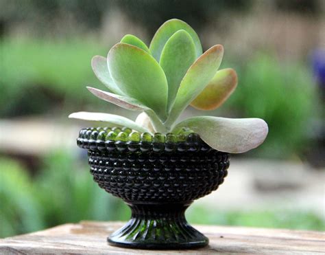 Proper cactus potting soil isn't only about dirt. Vintage green succulent planter | Succulents, Plants ...