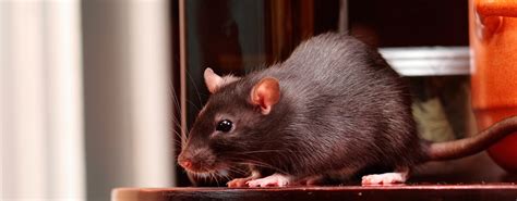 How To Deter Rats Rat Removal Services Jg Pest Control