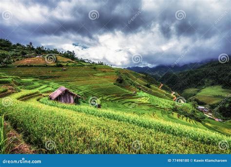 Terraced Rice Field View La Pa Tan Vietnam Stock Photo Image Of