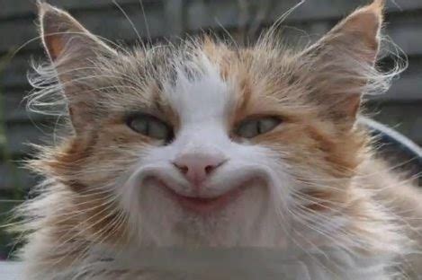 Large collections of hd transparent funny cat png images for free download. Funny cats: March 2014