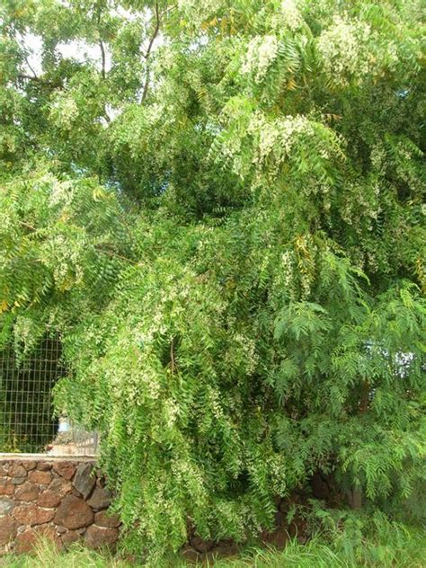 Neem Tree Learn About Nature